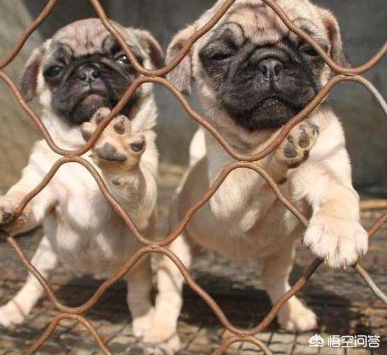 巴哥犬价格多少钱买:一只小巴哥犬多少钱？巴哥犬好养吗？