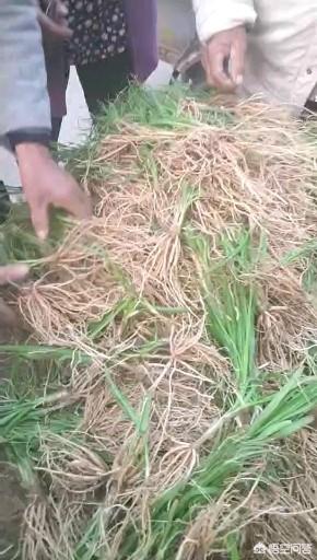 种植中药材知母能赚钱吗？