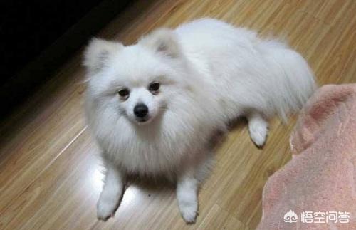 狗狗接飞盘:银狐犬吃什么排便快，银狐犬吃什么按时大便？