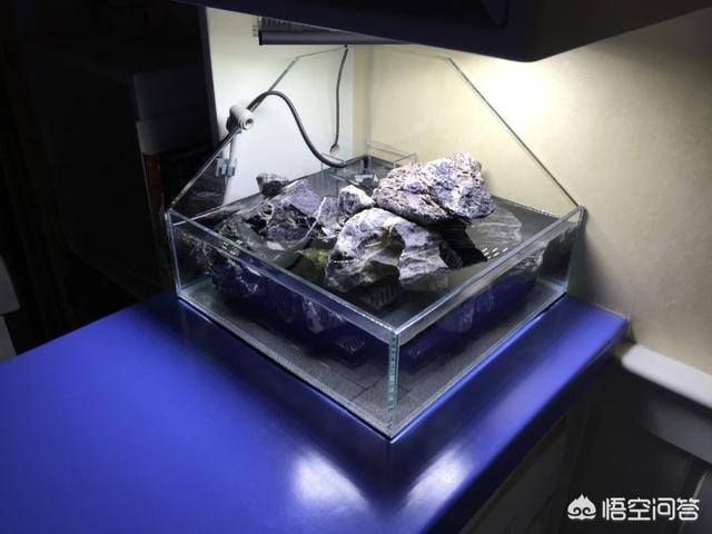 观赏龟缸:养乌龟的鱼缸放在冰箱上可不可以？ 观赏龟排名