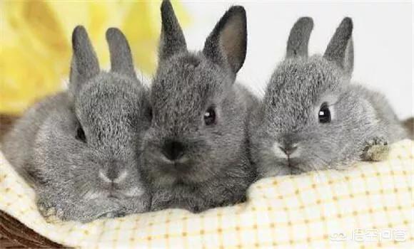 治疗兔子拉稀的方法有哪些，兔子肚子大拉稀，兔子拉稀肚子咕噜咕噜响怎么办