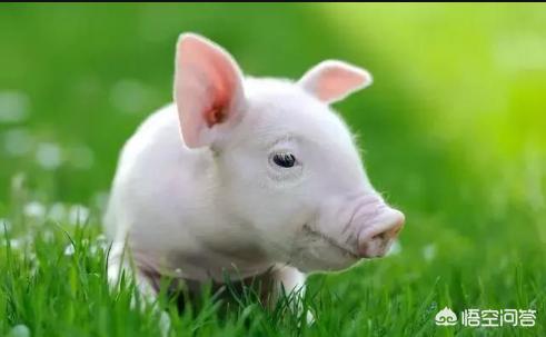 小猪拉稀不吃食怎么办？插图18