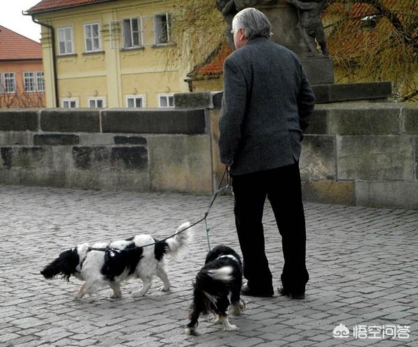怎么训练狗匍匐前进:如何让狗狗总是走在你身后？