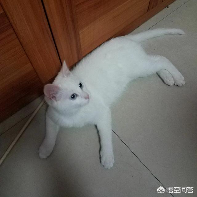 愤怒的猫咪头像:为什么猫生气会攻击主人，而狗狗却不会？