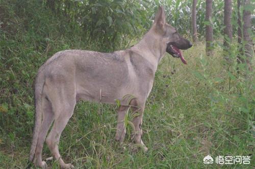 东北长毛狼青犬图片大全:我国最优秀的狼犬是哪一种？