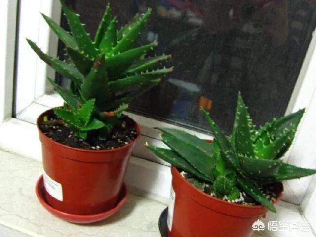 不夜城芦荟爆盆:芦荟新长的侧芽如何取出繁殖？