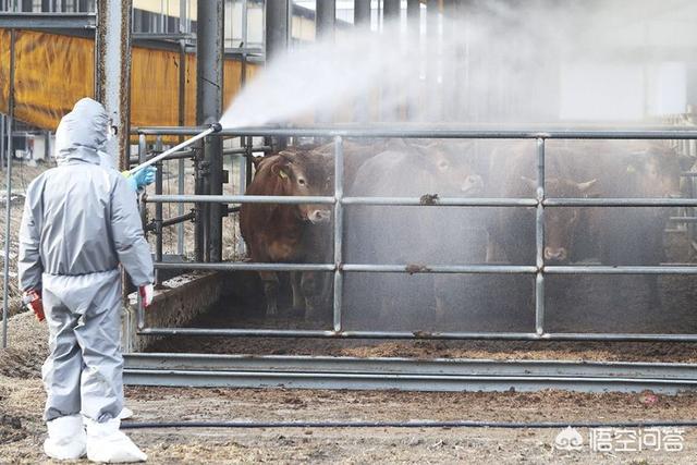 牛患口蹄疫的治疗方法:牛的口蹄疫的治疗方法和预防 小牛口蹄疫是不是特难治？