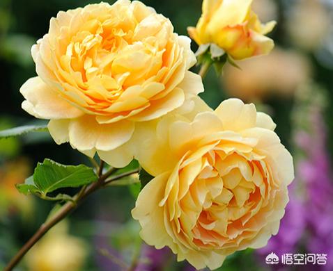 玉都有什么颜色,月季花有几种颜色？分别是什么？