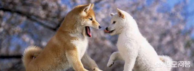 日本俊介君是什么狗:俊介君是什么品种的狗 柴犬和土狗的区别是什么？