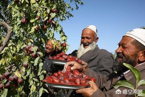 我最近在新疆喀什地区周边租了一百亩荒地,请教大家一下,用来种植什么能让利益最大化？