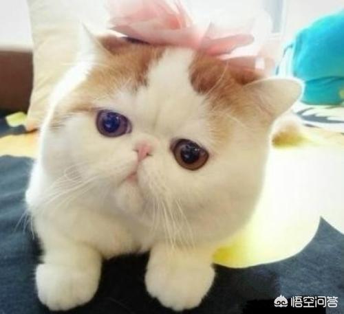 田园猫会发鳃吗？