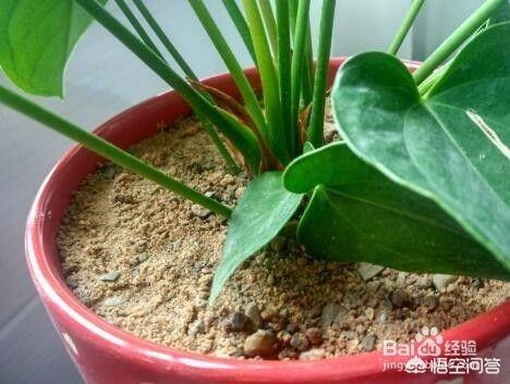 百灭宁要用多少天:羊舍消毒主要用什么？消毒有必要空舍消毒吗？