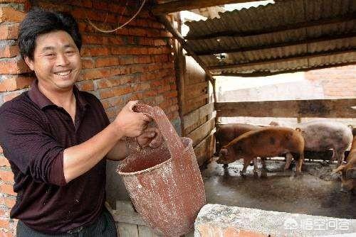 脐疝的治疗方法:大人脐疝怎么治疗 30公斤的猪肚脐上长个包，开始没有怎么回事？