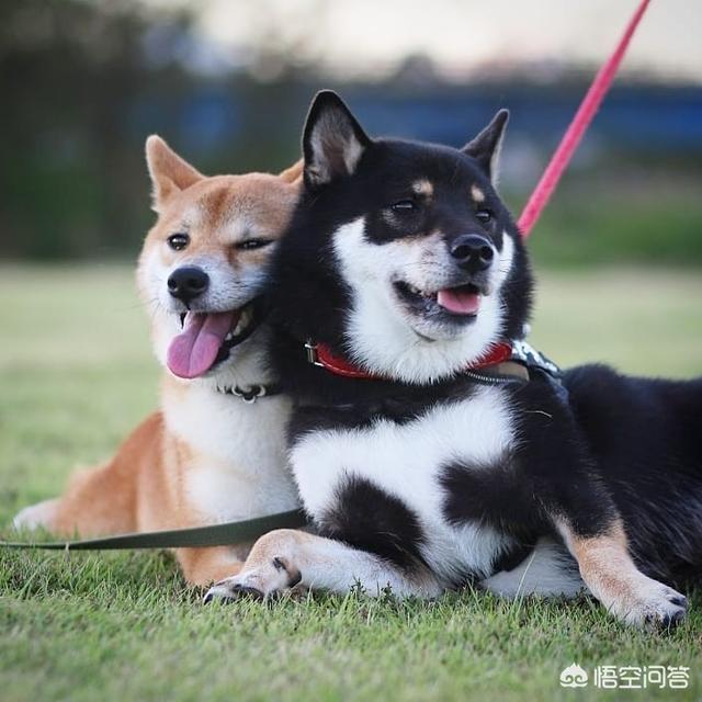 狗狗拉稀都是水怎么办:柴犬经常便便拉水样，柴犬拉好几天水样便怎么办呢？