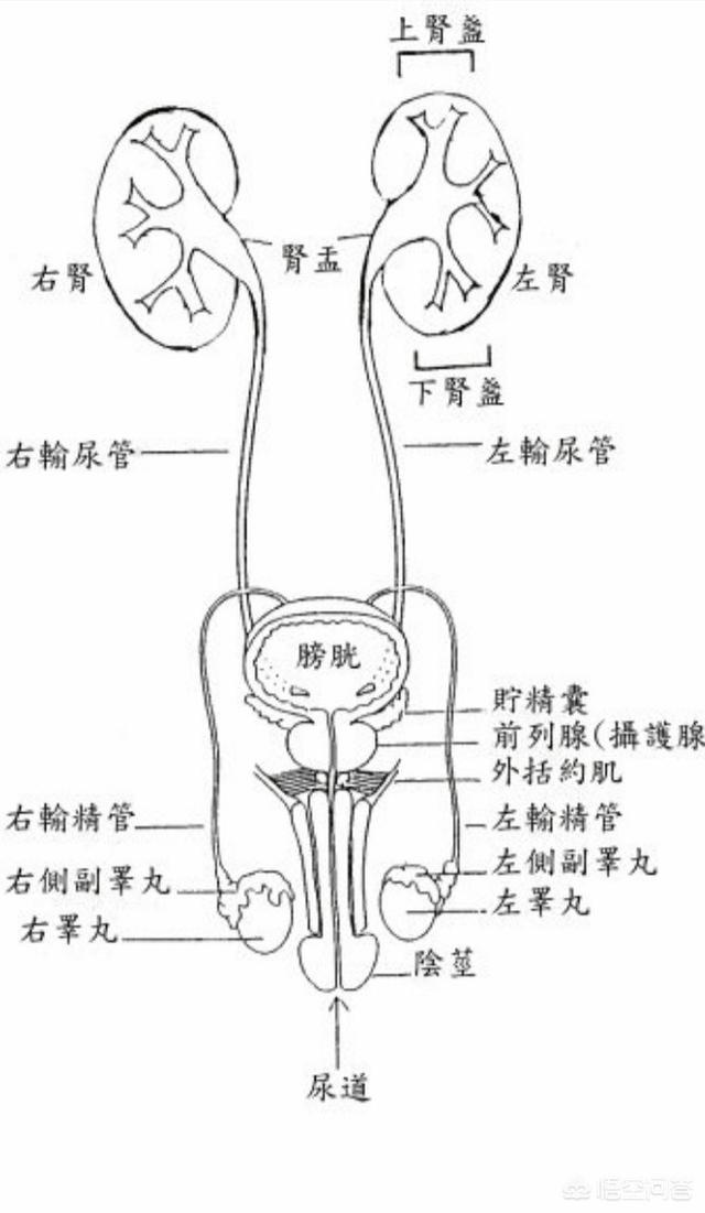 只有一个肾而且还积水:只有一个肾得了肾积水 如果单侧肾积水了，排尿还会通畅吗？