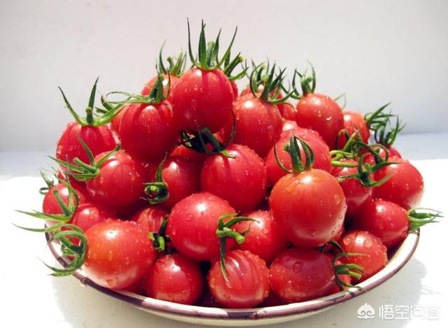 圣女果在古代叫什么名字，小西红柿能不能吃对身体有哪些好处