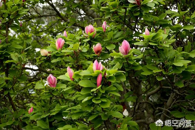 玉蘭花是先長葉子還是先開花