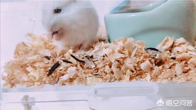 我要养只小宠物小仓鼠:仓鼠可以吃什么？需要注意什么？
