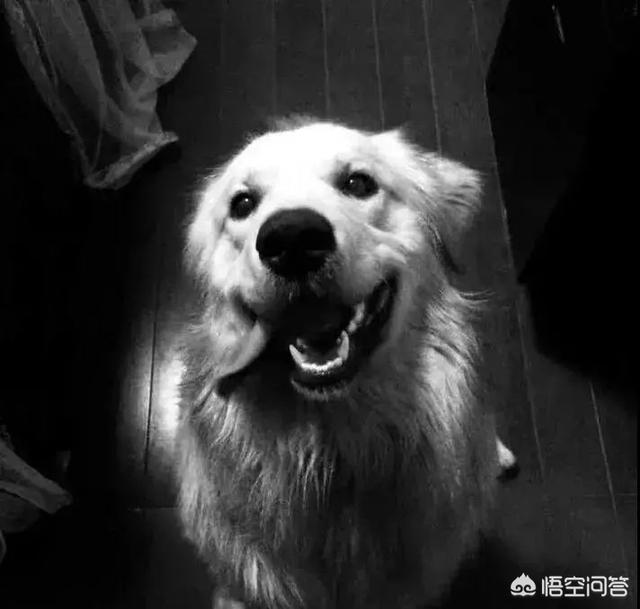网上再现虐狗事件:如果发现别人虐狗，我们能做什么去帮助狗狗？