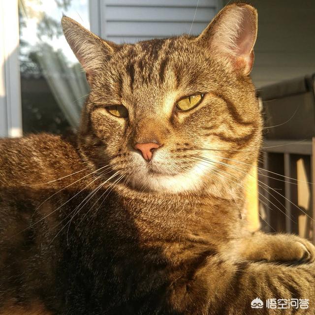 德文卷毛猫的缺点:白色德文卷毛猫缺点 第一次养猫，哪种猫比较合适？