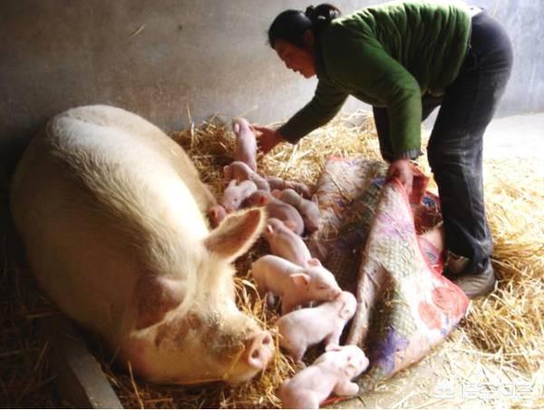 母猪的产后护理本科:哺乳期的母猪应该怎样管理？