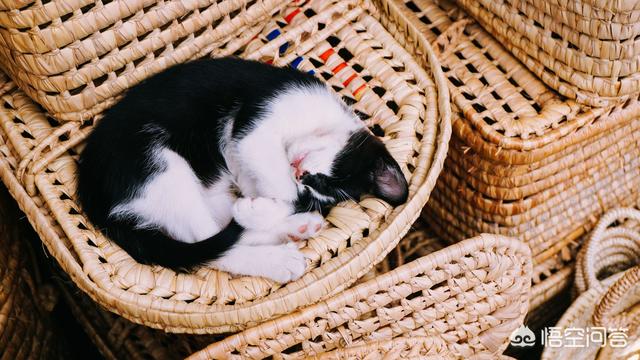 猫藓人和人会会传染吗:猫癣会在人和人之间传染吗  两只猫一只得了猫癣，另一只如何预防？