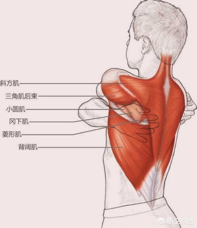 背部拉伸动作图解,史上最全的拉伸运动图解(1)？