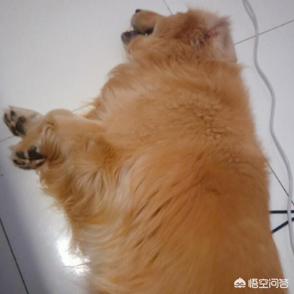 校园养宠物的利弊:养宠物对孩子有什么利与弊？