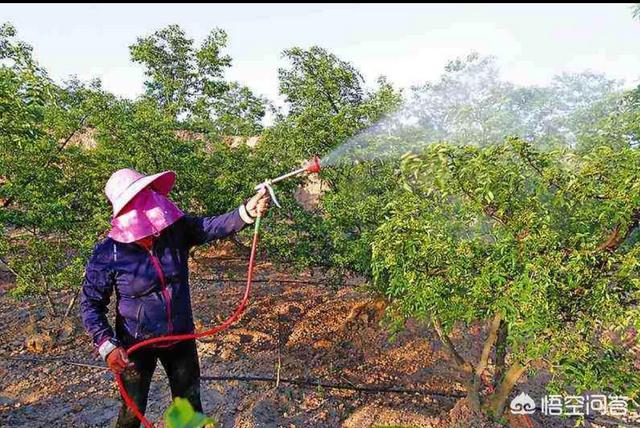 乙酰氨基阿维菌素:乙酰氨基阿维菌素使用说明 甲基阿维苯甲酸盐对山茶有害吗？