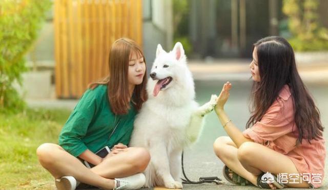 萨摩耶性格稳定吗:萨摩耶有哪些我们不知道的优点？