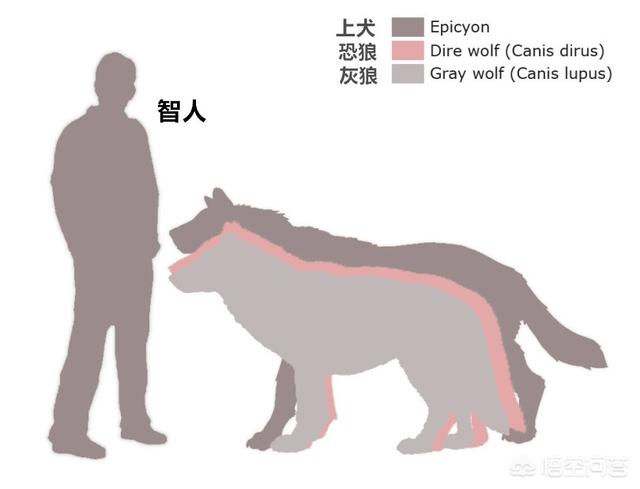 巴比熊犬图片:请问一下有人知道这是什么品种的狗狗吗？ 小比熊犬图片