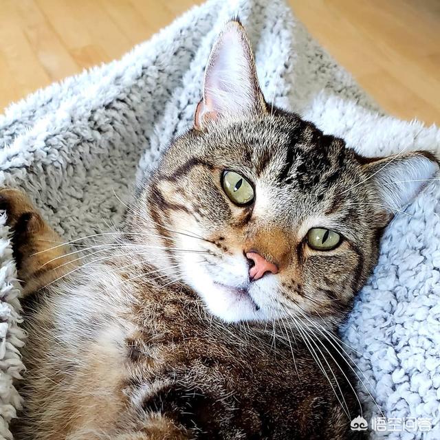 猫猫音乐:猫可以听懂并享受音乐吗？