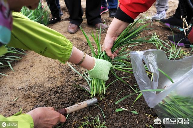 壮阳草大狼把草，韭菜收割后立即施人尿可以吗