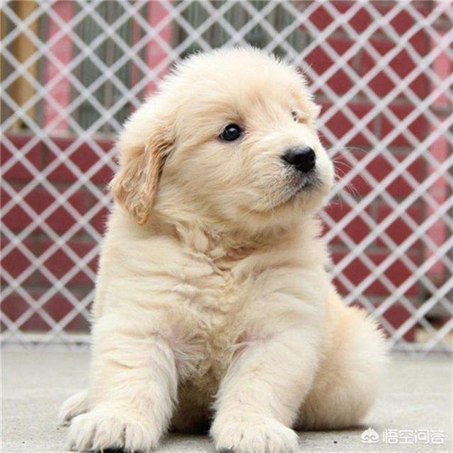 4个月金毛幼犬什么好:四个月的金毛能吃生鸡架吗？