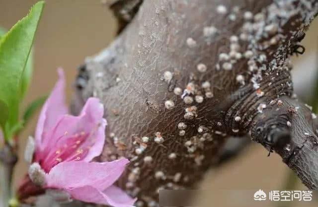 桃树白介壳虫图片