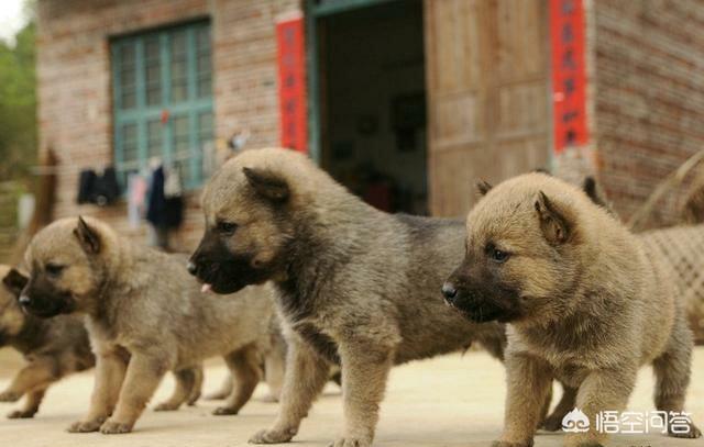 小白熊犬是土狗吗:日本柴狗还有秋田狗在日本是不是类似我国的中华田园犬跟土犬？ 小白熊犬土狗价格
