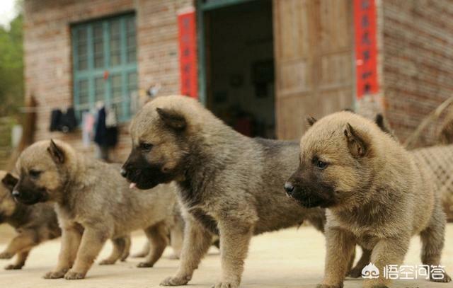 中国田园守望犬:为什么很多人都讨厌中华田园犬？