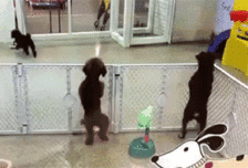 瑞典腊肠犬多少钱一只:什么品种的狗狗比较小气呢？