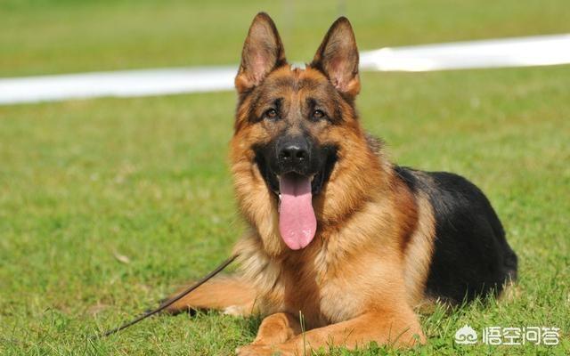 上虞德国牧羊犬论坛:德国牧羊犬，“纯种犬”和“串串犬”如何区分？
