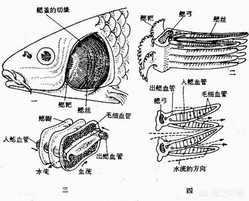 头条问答 鱼通过腮提取水中的氧气 有没有人发明一种和腮原理一样的人造 腮 让人类生活在水里 科学黑洞的回答 0赞