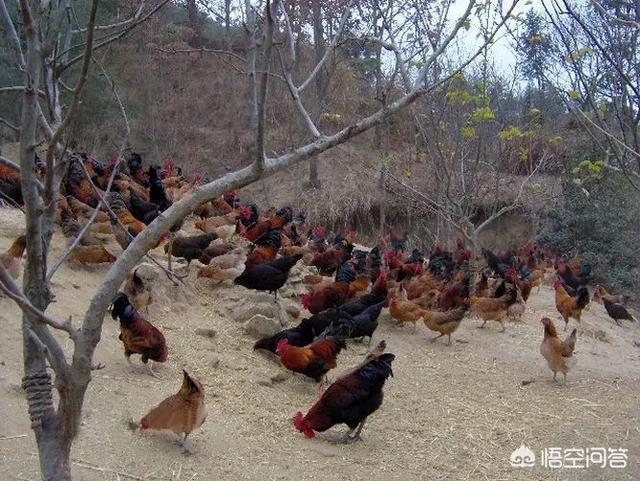 鸡球虫疫苗怎样储存:养鸡，抗球虫药如何正确使用？