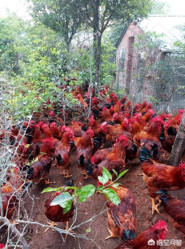 治疗肉鸡大肠杆菌病的药:肉鸡大肠杆菌用什么药治疗效果好 恩诺沙星对鸡球虫有效吗？