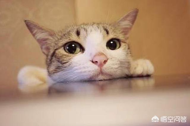 恋爱猫猫在一起游戏答案:对不起我实在太想谈恋爱了，想问问在哪能找到男朋友？ 恋爱猫猫在一起小游戏