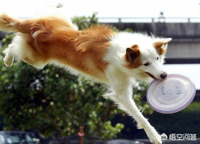 边境牧羊犬好不好免费观看视频:智商排名第一的边境牧羊犬，为什么养它的人却很少？