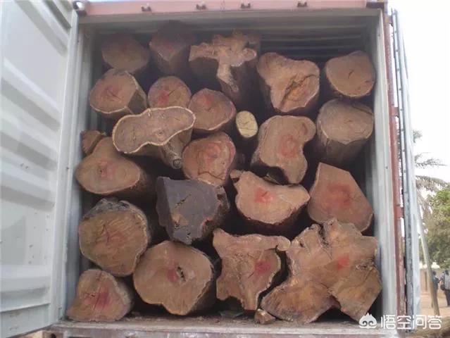 缅甸花梨与刺猬紫檀哪个好？插图42