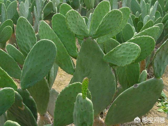 家里能栽扁金刚仙人掌吗该如何养护