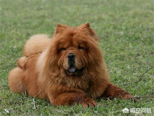 松狮犬图片:宠物狗用的染毛剂安全吗？