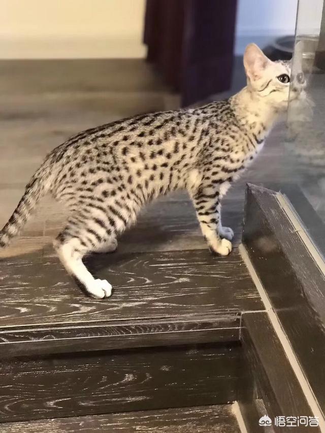 猫瘟:家里小猫猫瘟走了，要怎么消毒？