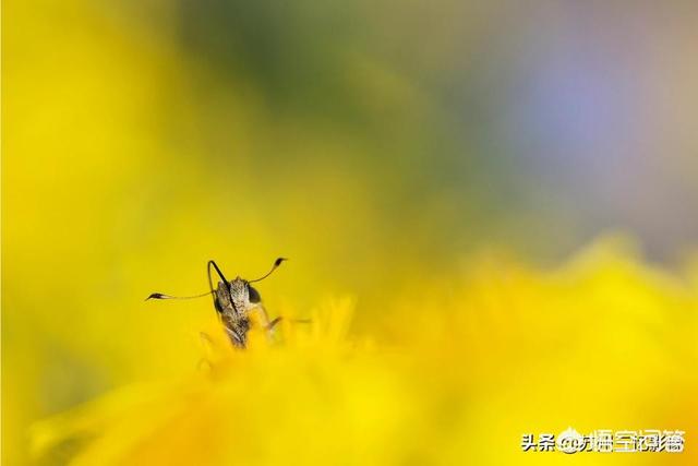 细叶美女樱:细叶美女樱是多年生吗 夏天拍微距，有哪些花卉或昆虫可以拍？