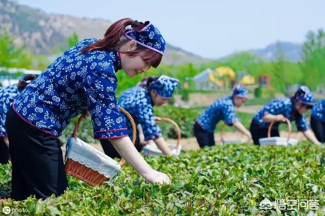 贵州最早的茶芽头多少一斤